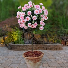 Pink Rose Standard Tree 40cm Stem, Bare Root Rose Bush For Outdoor Easy To Grow