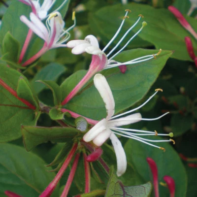Japanisches Geißblatt Purpurea 2L - - Kletterpflanze mit angenehmem Duft - Bild 1 von 4