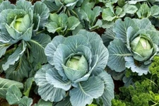 500+ Cabbage Seeds - All Seasons -------- Organic - Heirloom -- Non Gmo