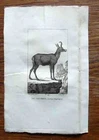 LE CHAMOIS 1825 Animal Engraving