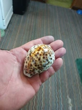 Hawaiian Islands "Tiger Cowrie" Sea Shell AKA Cypraea Tigris  76.2mm  Natural