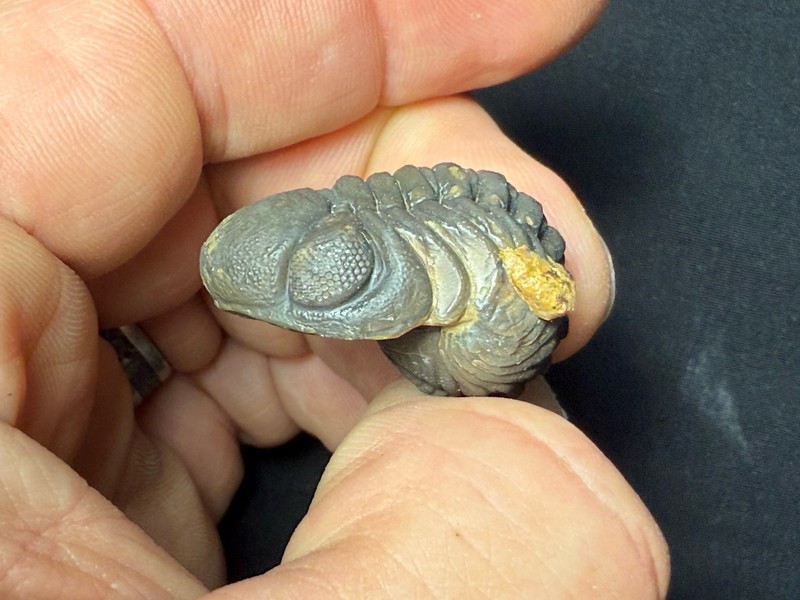Giant rolled  Phacops  Trilobite fossil Devonian of Morocco 