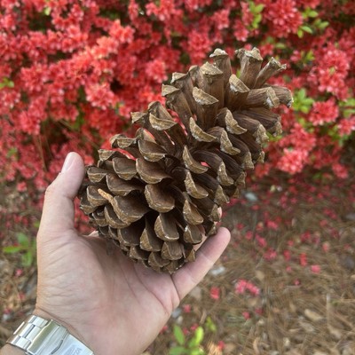 Box Of 18 Count Large 8-9  North Carolina Long Leaf Pine Cones