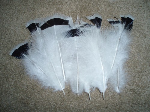 Royal Palm turkey feathers plume 