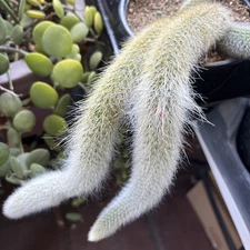 Monkey Tail Cactus | Hildewintera Colademononis 6 in pot