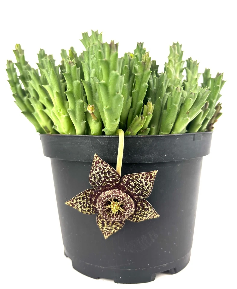 Starfish Cactus Stapelia Variegata, 6" Pot - Image 2 of 3