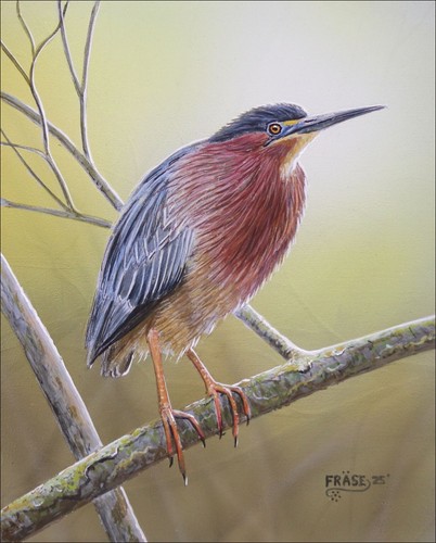 FRASE ORIGINAL BIRD PAINTING GREEN HERON ART REALISM DNR Duck Stamp DU Artist
