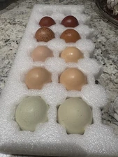Ten (10) Hatching Eggs- Chocolate Egger, Black Copper Maran Mix&Pure Ayam Cemani