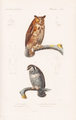 Magellanuhu Eule owl Uhu Kauz bird Vögel engraving Stahlstich Cuvier 1817