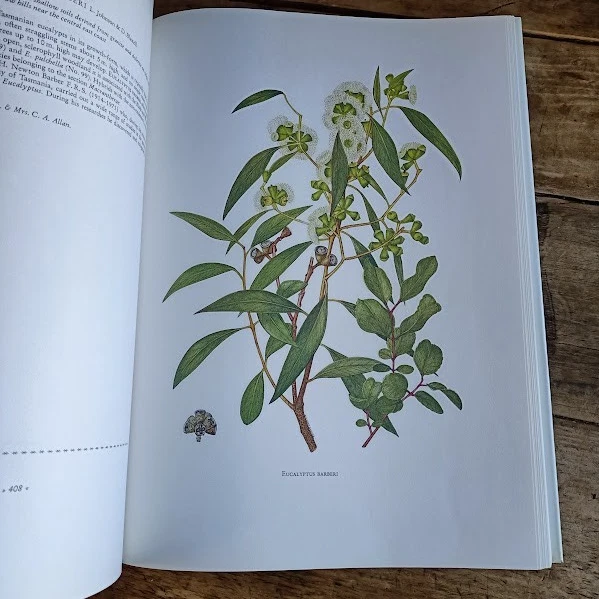 The Endemic Flora of Tasmania Part VI by Winifred Curtis with Margaret Stones - image 2 of 4