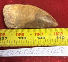 Rare Carcharodontosaurus Dinosaur Tooth T Rex Cousin 95 Mil Yrs Fossil 2 7/8”