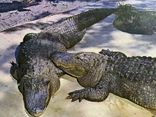 Florida Alligators Weeki Wachee Spring of Live Mermaids Postcard Unposted