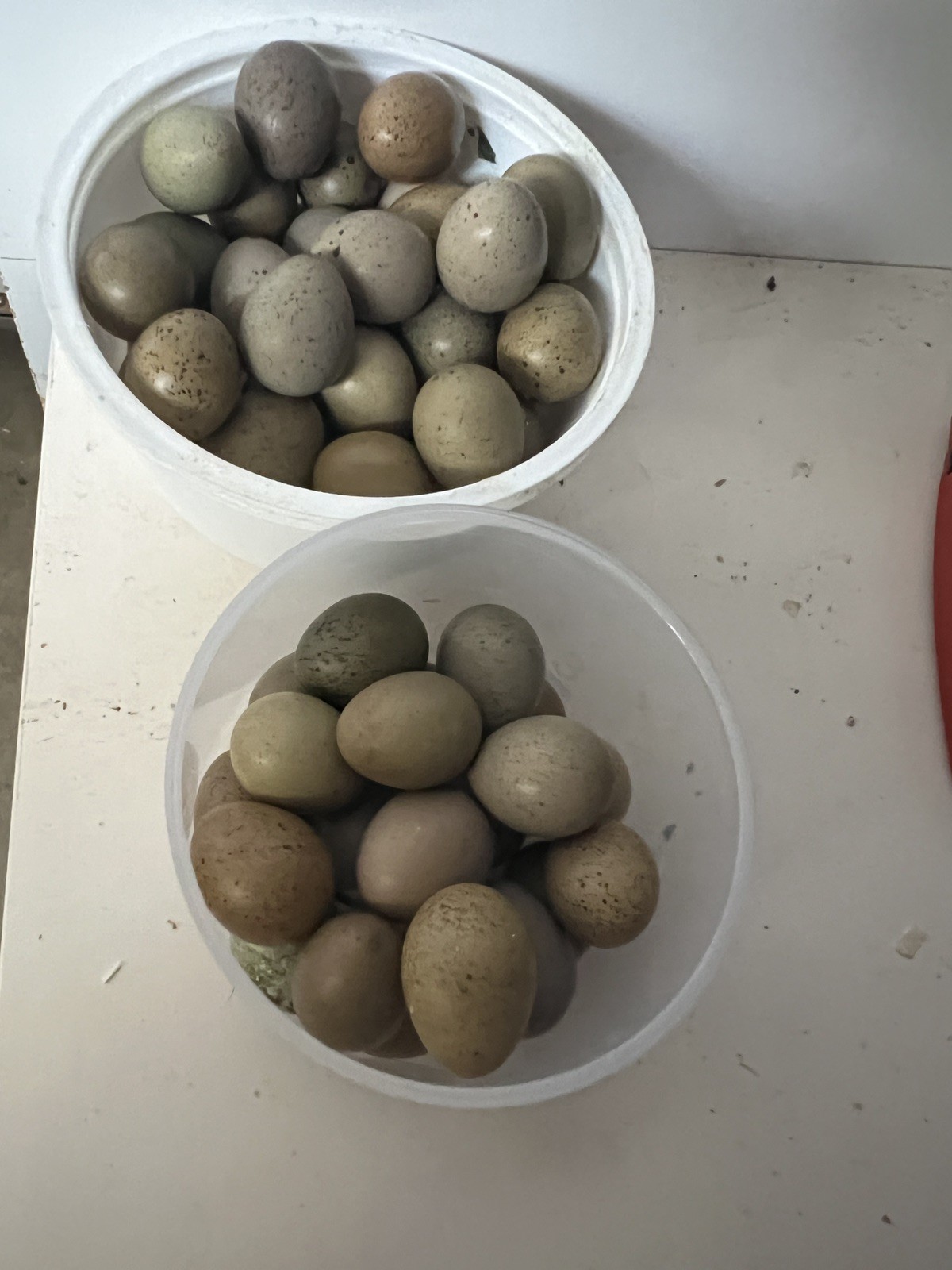 button quail hatching eggs