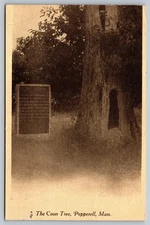 Vintage The Coon Tree Pepperell Massachusetts Sepia Postcard 1910