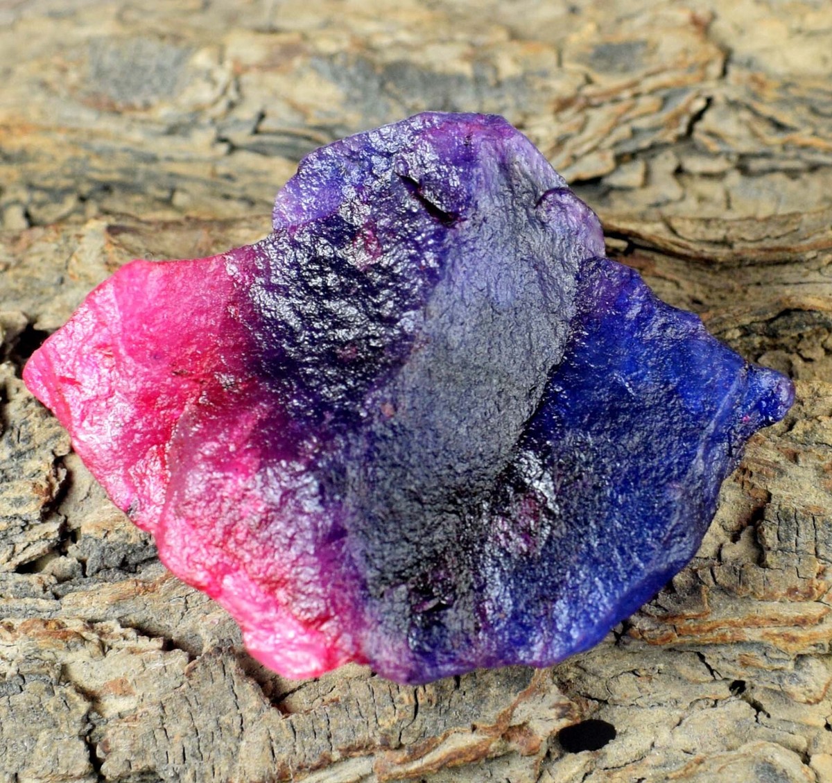 Hermosa naturaleza  Natural Bi-Color Sapphire 360.85 Ct Gemstone Rough Certified