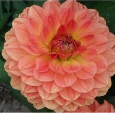 1 "Fire Pot" Dwarf Dinnerplate Dahlia - Large Tuber - US Seller