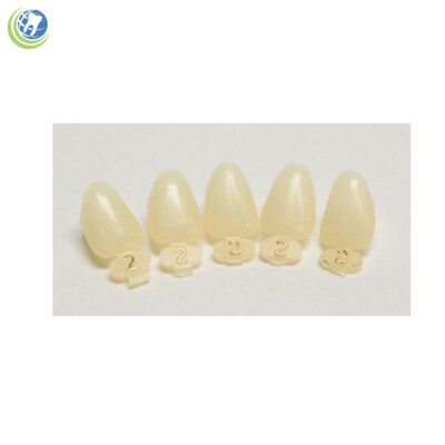 Tooth #7 Upper Right Lateral (URL) Polycarbonate Temporary Crowns Cap Refills
