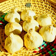 Polish GARLIC Bulbs 1/2 - 10lbs Fresh Organic Heirloom Hardneck Plant or Eat