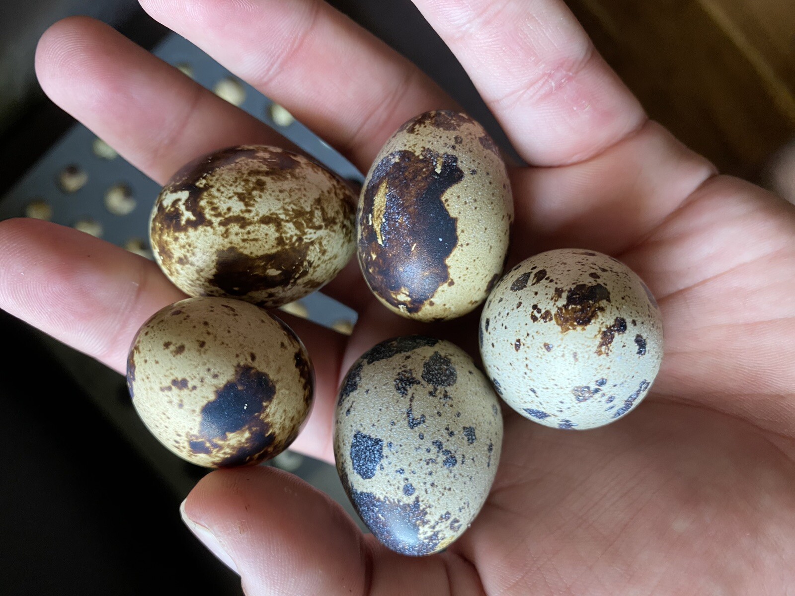 25 Jumbo Brown Coturnix Quail Hatching Eggs XXL Eggs, Bigger Eggs
