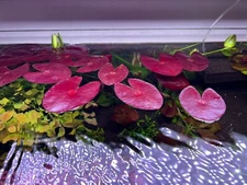 Nymphaea sp. Peru Puerto Maldonado young plant Rare Live Aquarium Plant