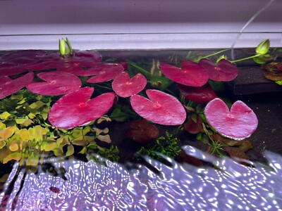 Nymphaea sp. Peru Puerto Maldonado young plant Rare Live Aquarium Plant
