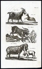 Antique Print-SPANISH IBEX-CAPRA-GOAT-SYRIAN-MAMBRINA-Jonston-Merian-1657