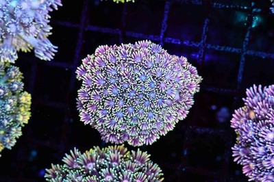 Pink Sparkles Goniopora Colony WYSIWYG - SAQ Coral Farm