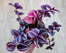 Tradescantia Zebrina | Silver Inch Plant Trailing Indoor House Plant In 7cm Pot