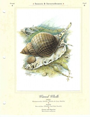 Waved whelk illustrated naturalist print 8.5 x 11'' 
