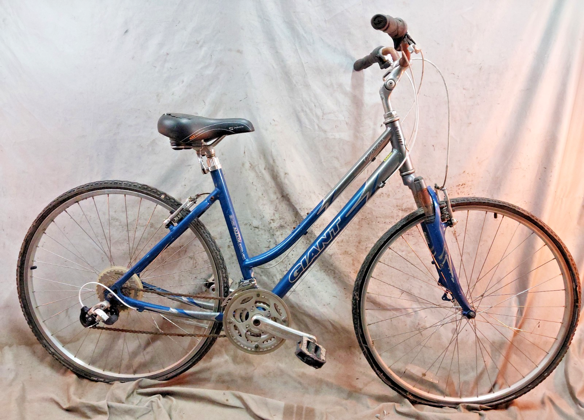 Giant Cypress Giant 19 Inch Frame Sold At Auction: Giant Cypress