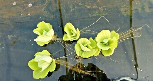 Muschelblume Pistia stratiotes 5 Stk. Schwimmpflanzen Aquarium Teich 1