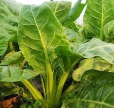 50+Green Stem Swiss Chard Seeds Rhubarb Perpetual Spinach Salad Greens Seeds USA