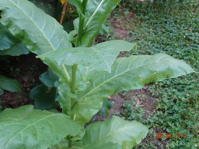 SHIRAZI TURKISH-PERSIAN AROMATIC TOBACCO 2000+ SEEDS RARE ORIENTAL 2025