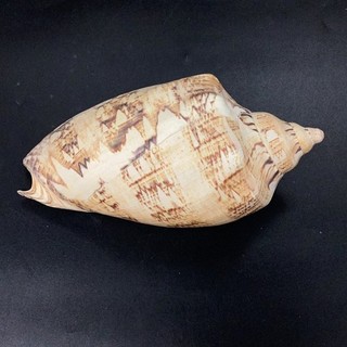 Large Hebrew Volute Seashell 21cm Brown Cream Collectible CP#8693