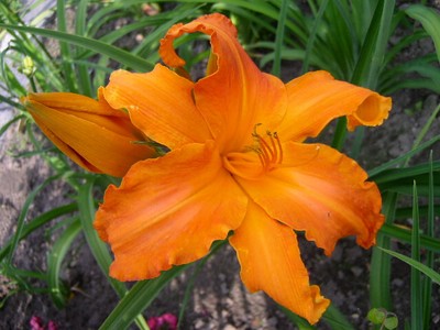 Hemerocallis 'Primal Scream' Taglilie