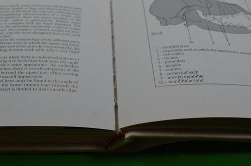 Dogs Of The World Book,1988 Maurizio Bongianni & Concetta Mori,Hardback - Picture 5 of 7