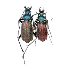 Colorful Carabidae Specimen丨【Rare】Carabus yuae arlequinus×2  A2  N. Guangxi, CN