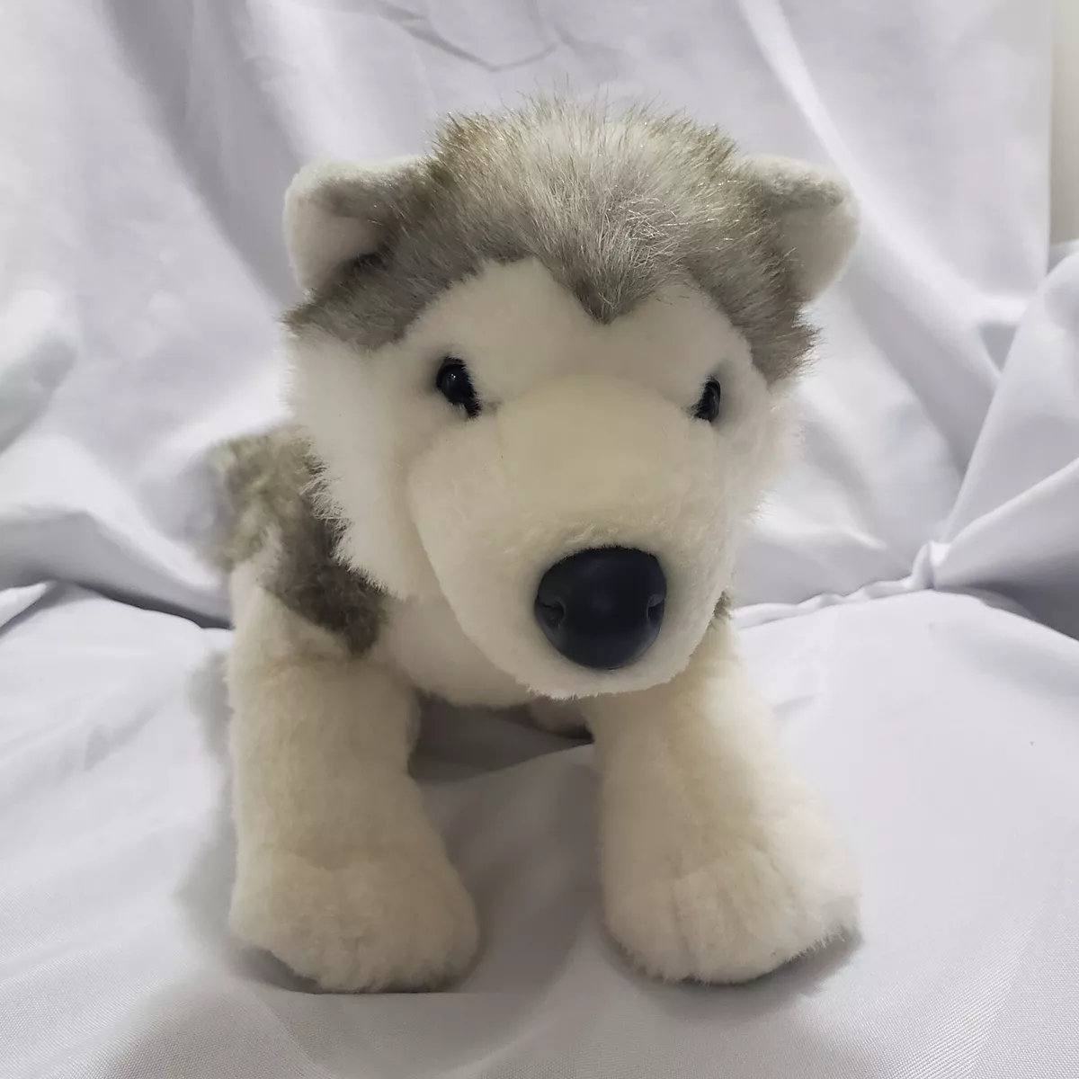 Husky teddy bear puppies top