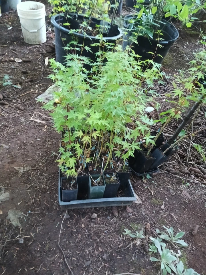 (20)Bareroot Acer Palmatum Trees (Scarred) - Image 2 of 4