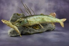 23" European Northern Pike w/ trophy Pomatomus saltatrix Bluefish Taxidermy