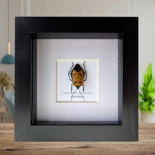 Taxidermy man-faced stink bug, framed insect specimen, entomology gift