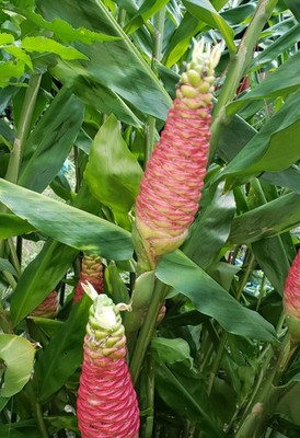 Pinecone Ginger 5 Rhizomes Shampoo Ginger