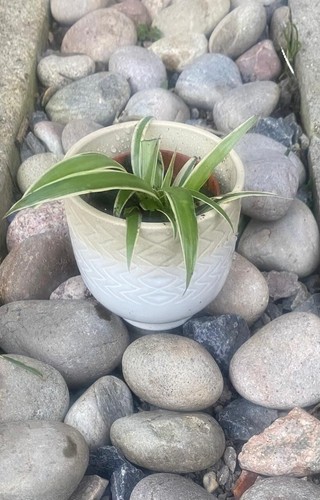 Charming & Air-Purifying spider plant with vase: Easy-Care, Fast-Growing Beauty - Picture 2 of 2