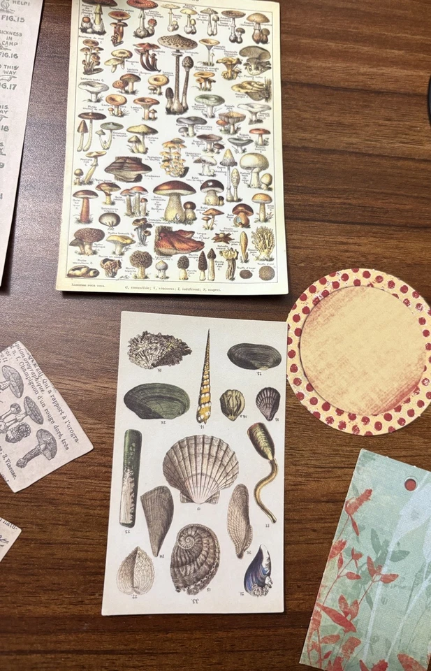 60 Pieces New Scrapbook Cutouts Woodland Butterflies Flowers Mushrooms - Image 4 of 4