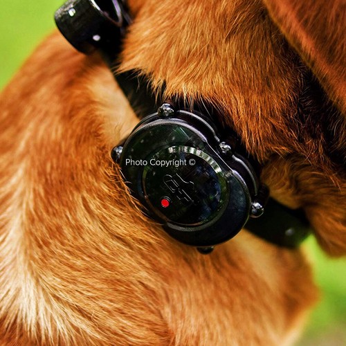 DT Systems Micro-iDT PLUS Add-On Collar Orange Strap Dog Receiver MAXX-Range 360 - Picture 3 of 7