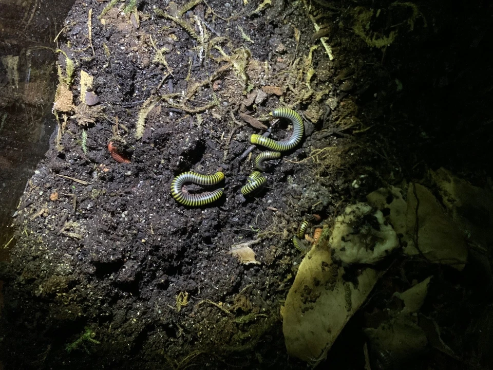 10 Live - Bumble Bee Millipedes equipe de limpeza bioativa (alimentadores) - Imagem 4 de 4