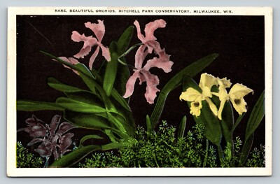 #ad Orchids in Mitchell Park MILWAUKEE Wisconsin WI Vintage Postcard A15 $6.49