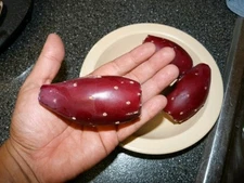 Cactus tunero sin espinas de Nuevo México, USA tunas comestibles Zone 7b Nopal