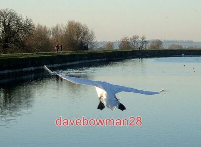 FOTO SIE WERDEN ZUR LANDE GERÄUMT... DIESER ANMUTIGE SCHWAN SCHWEBTE AN UNS VORBEI, ALS WIR GINGEN
