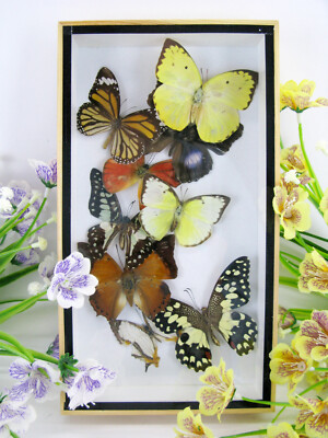 Real Beautiful Butterflies Preserved in 3D Showcase - Museum Quality - Art 05